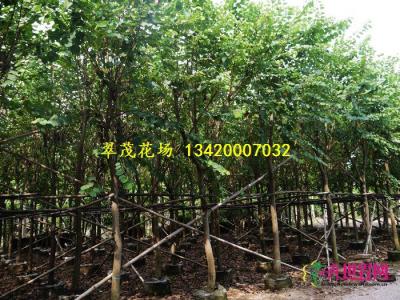 宫粉紫荆
