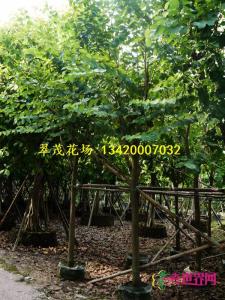 宫粉紫荆