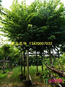 宫粉紫荆